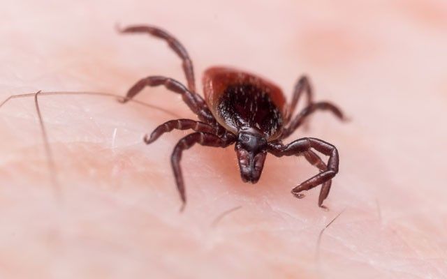 Ticks and Lyme disease